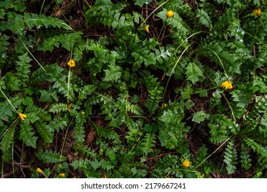 Tropical Vegetation Green Macro Background