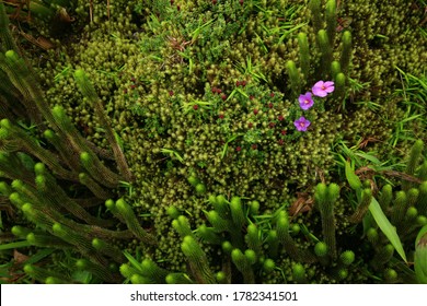 Tropical Vegetation Of Mount Pelée . Lycopodium .