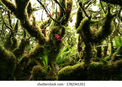 Tropical Vegetation Of Mount Pelée . Mountain Fuchsia .