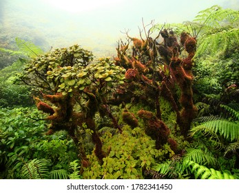 Tropical Vegetation Of Mount Pelée . Mountain Fuchsia .