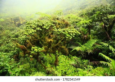 Tropical Vegetation Of Mount Pelée . Mountain Fuchsia .