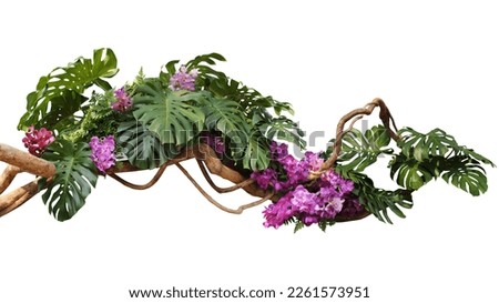 Tropical vibes plant bush floral arrangement with tropical leaves Monstera and fern and Vanda orchids tropical flower decor on tree branch liana vine plant isolated on white background.