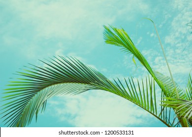 Tropical Vibes. Summer Background.