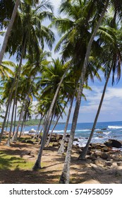 tropical view 