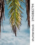Tropical Wallpaper Hawaii Caribbean Beach Palm Tree