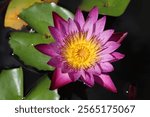 Tropical water lily in pink,sunny day in Ubon Ratchathani Thailand.