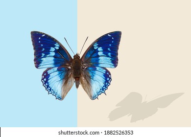 Tropical western blue charaxes; charaxes smaragdalis, butterfly with shadow on blue and champagne background