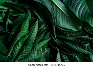 Tropical wet bright green leaves background with water droplets, fern, palm and Monstera Deliciosa leaf with bright toning, floral jungle pattern concept background, close up  - Shutterstock ID 1816715795