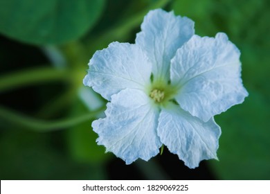 Tropical White Morning Glory. Close Up Shot.