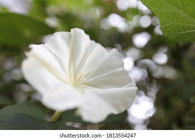 Tropical White Morning Glory Flower