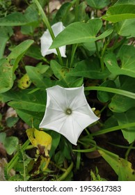 Tropical White Morning Glory Flower