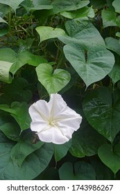 Tropical White Morning Glory (Ipomoea Alba). Called Moonflower And Moon Vine Also