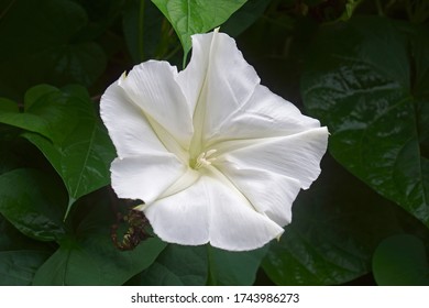 Tropical White Morning Glory (Ipomoea Alba). Called Moonflower And Moon Vine Also