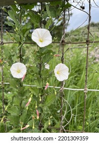 Tropical White Morning Glory Or Moon Vine