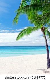 Tropical White Sand Beach Palm Trees Stock Photo 81999775 | Shutterstock