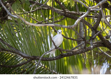A tropical white tern in a palm tree in French Polynesia. 