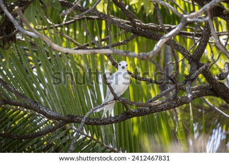A tropical white tern in a palm tree in French Polynesia. 