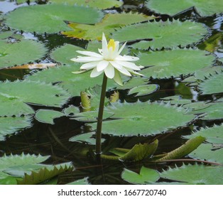 睡蓮 かわいい の画像 写真素材 ベクター画像 Shutterstock