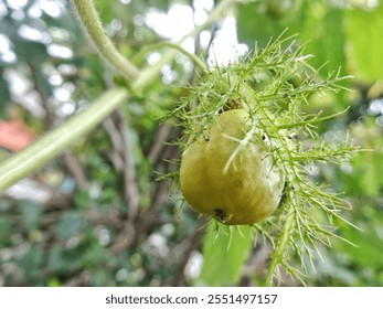 Tropical wild fruit plant names Passiflora foetida growth wild at the nature, close-up of rambusa fruit, Ripe rambusa turns yellow and is covered by enlarged flower petals with blurred background - Powered by Shutterstock