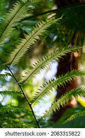 Tropical wood or orangery plants closeup: evergreen fern and palm trees growing in greenhouse. Exotic rainforest vegetation and glasshouse gardening. Tropic and subtropical botany and flora concept
