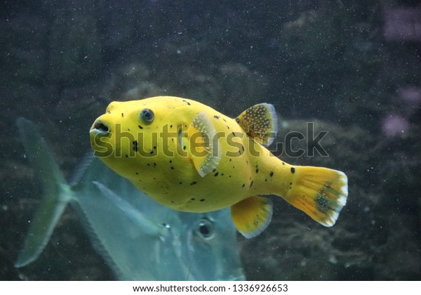 yellow blowfish