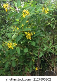 Tropical Yellow Flower Plant (Caesalpiniaceae) In Garden