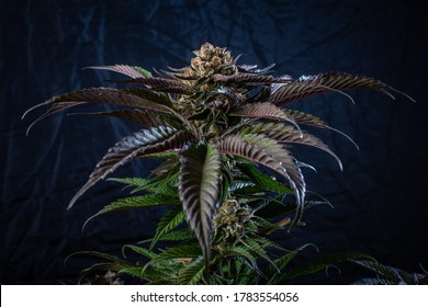 Tropicana punch close up cannabis bud 

