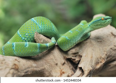 17 North philippine temple pit viper Images, Stock Photos & Vectors ...