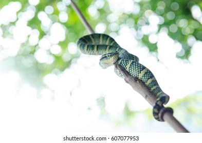Tropidolaemus wagleri poisonous snake green yellow striped asian