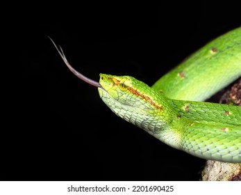 Tropidolaemus Wagleri - Wagler's Pit Viper Family Of Viperidae.