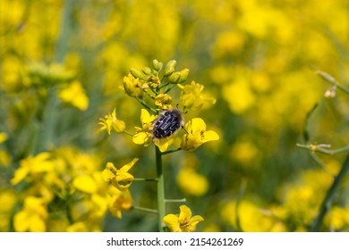 Tropinota Hirta, A Pest Beetle, Blossom Feeder, Feeds On The Oilseed Rape Flowers, Reducing The Crop Yield. Canola (rapeseed) Crop In Late Spring.