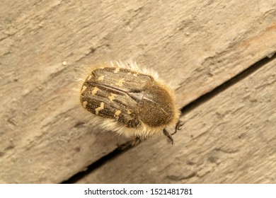 Tropinota (lat. Tropinota Hirta), Fruit And Flower Chafers