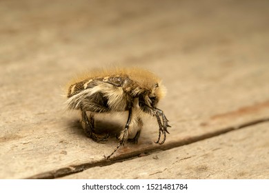 Tropinota (lat. Tropinota Hirta), Fruit And Flower Chafers