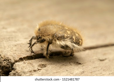 Tropinota (lat. Tropinota Hirta), Fruit And Flower Chafers