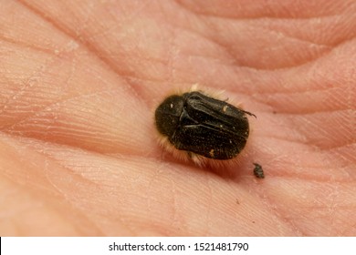 Tropinota (lat. Tropinota Hirta), Fruit And Flower Chafers