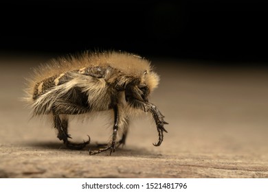 Tropinota (lat. Tropinota Hirta), Fruit And Flower Chafers