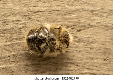 Tropinota (lat. Tropinota Hirta), Fruit And Flower Chafers