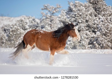 Trotting Clydesdale Horse