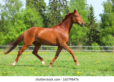 Trotting sportive breed horse in open paddock