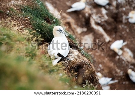 Troup Head Scotland nesting gannet seabird