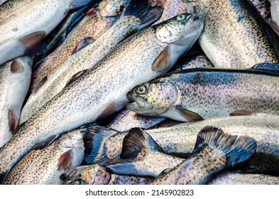 Trout. Trout background. Healthy eating trout fish. Photo on fish production.