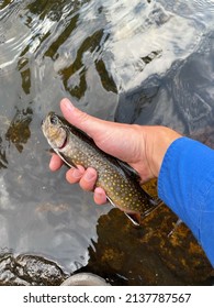 Trout Caught In Southeast Alaska