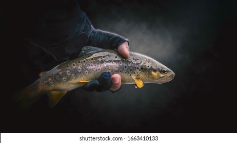 Trout close up in hand fisherman.