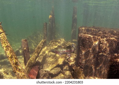 Trout During Day Dive. Rainbow Trout Is Swimming Near The Surface . Underwater Life.