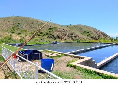 Trout farm. Breeding golden, rainbow species. Fish farming in ecologically clean fresh water. Pond with floating fish.