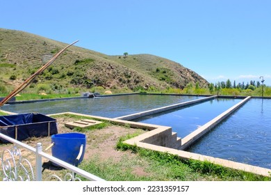 Trout farm. Breeding golden, rainbow species. Fish farming in ecologically clean fresh water. Pond with floating fish. Excursions .