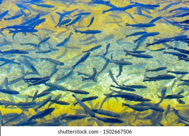 Trout Farm In Hot Creek Hatchery 