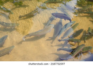 Trout Fish In An Artificial Pond In A Farm. Breeding Of Trout For Food Industry Close Up.