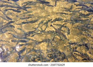 Trout Fish In An Artificial Pond In A Farm. Breeding Of Trout For Food Industry Close Up.