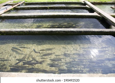 Trout Fish Farm